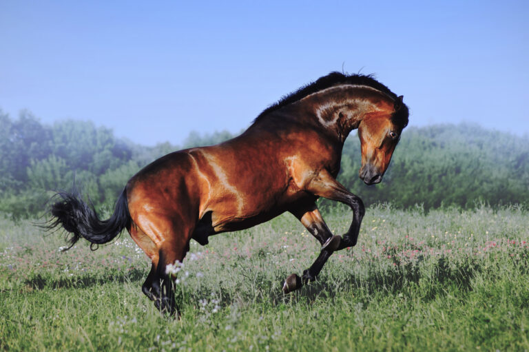 A beautiful bay horse jumps in a field against a blue sky The exercise of a sports horse Stallion